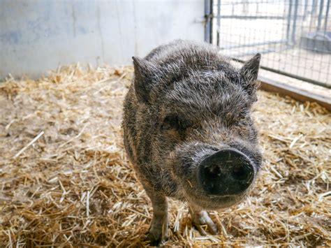 Stray pig with overgrown hooves finds forever home